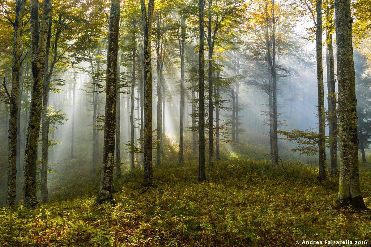 FORESTA-DEL-CANSIGLIO-ANDREA-FALSARELLA-1